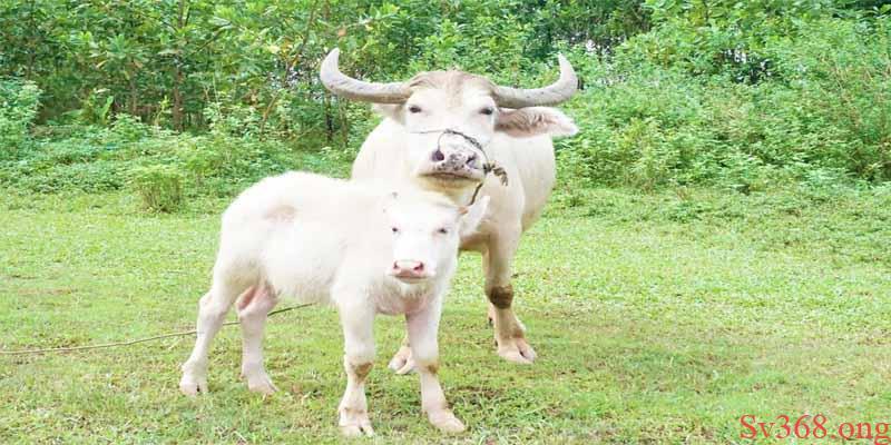 Mơ Thấy Trâu Là Điềm Gì? Con Số Khi Mơ Thấy Trâu? 3 Thấy trâu trắng xuất hiện trong giấc mơ phang nhanh cặp đề 18, 21