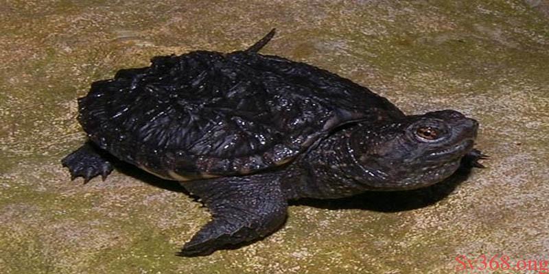 Giải Mã Mơ Thấy Rùa Đánh Con Gì? Điềm Lành Hay Dữ? 3 Ngủ thấy rùa đen cá cược dãy lô số đẹp 23, 46, 51