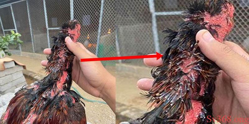 Cách Nhận Biết Gà Thay Lông Và Chế Độ Chăm Sóc Tại Sv368 2 Cách nhận biết gà thay lông