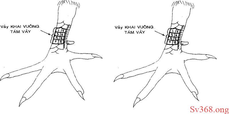 78 Vảy Gà Tốt Nên Chọi - Được Chọn Lọc Tại Nhà Cái Sv368 2 78 vảy gà tốt nên chọi