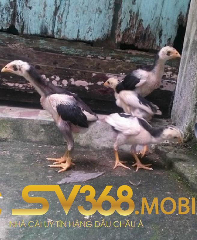 Cách Đúc Gà Đá Và Một Số Lưu Ý Quan Trọng Cần Biết Tại Sv368 2 Cách đúc gà đá