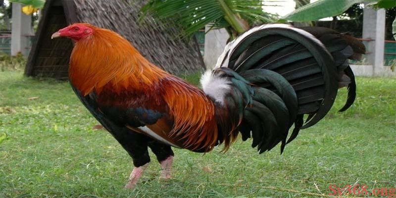 Top 5 Gà Đá Cựa Sắt Hiếm Gặp Mà Có Thể Bạn Chưa Biết 2025 3 Dòng Gà McLean Hatch