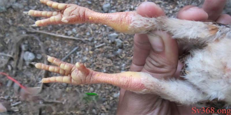 Gà Bị Sưng Khớp Chân Và Những Điều Mà Người Nuôi Cần Biết 4 Bạn có thể áp dụng 4 bài thuốc trên để chữa khớp chân bị sưng cho gà