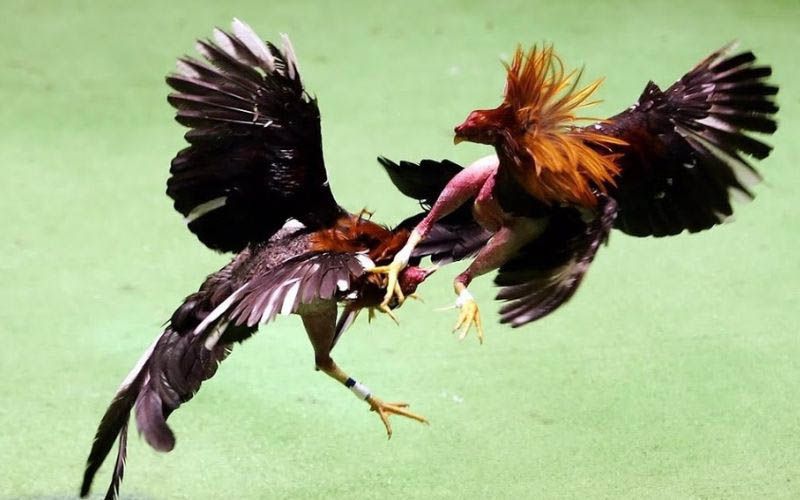 Giá Gà Tre Cảnh Bao Nhiêu? Mua Gà Tre Kiểng Uy Tín Tại Sv368 2 giá gà tre cảnh