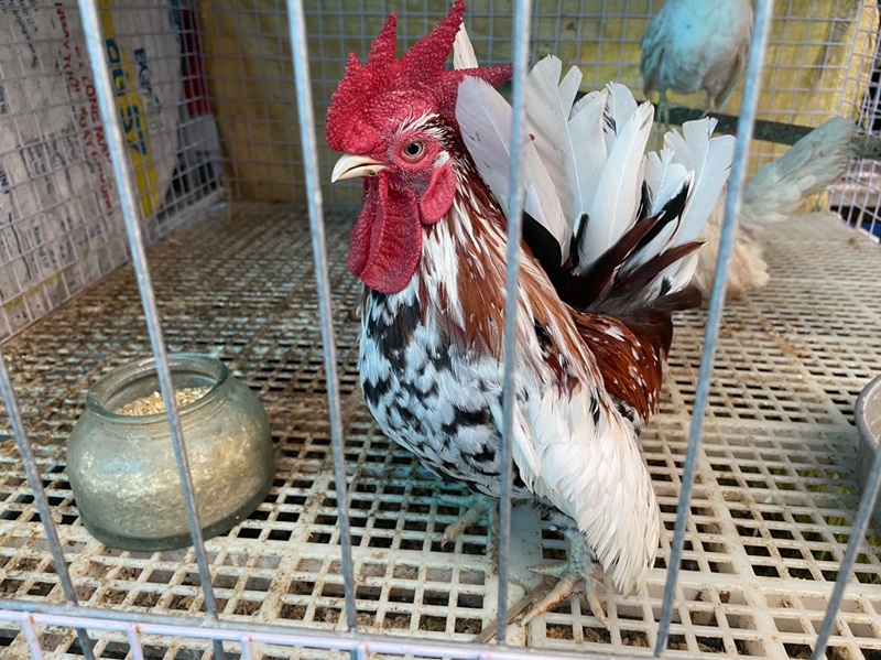 Giá Gà Tre Cảnh Bao Nhiêu? Mua Gà Tre Kiểng Uy Tín Tại Sv368 3 giá gà tre cảnh