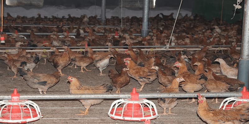 Gà Ri: Giống Gà Chiến Được Ưa Chuộng Nhất Của Kê Thủ 5 Những lưu ý khi nuôi và chăm sóc gà ri