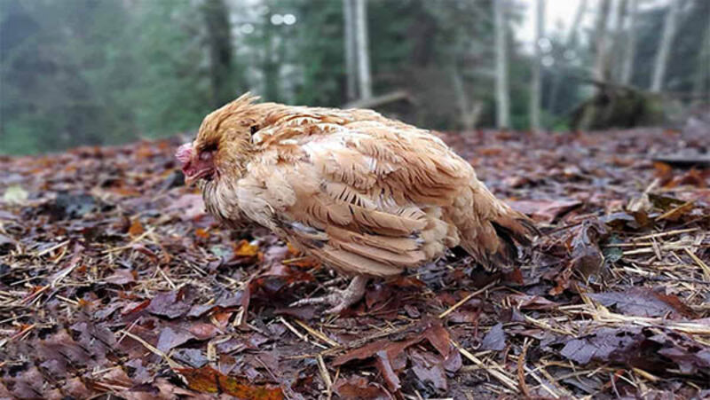 bệnh cầu trùng ở gà Tổng quan về bệnh cầu trùng