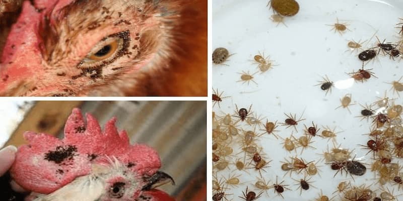Sv368 Chỉ Cách Diệt Mạt Gà Hiệu Quả Chỉ Trong Một Ngày 2 Mạt gà bắt đầu từ đâu?