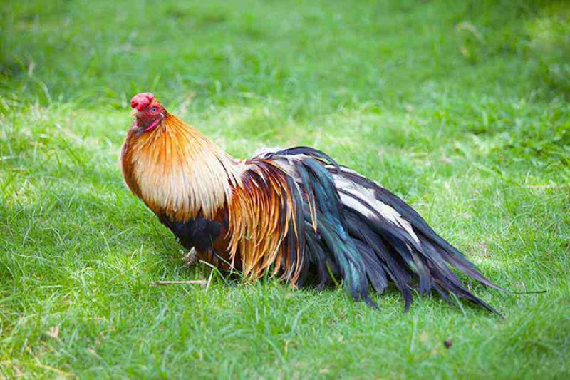 cẩm nang nuôi gà cẩm nang nuôi gà