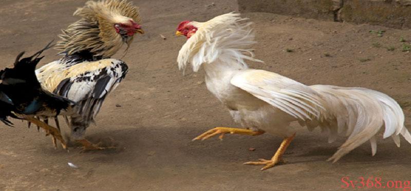 Cách Nuôi Gà Đá Bo Lớn Là Gì? Phương pháp Hay Tại Sv368 2 Gà đá bo lớn là gì?