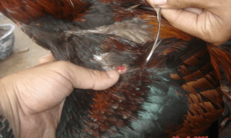 Gà lông voi Gà lông voi