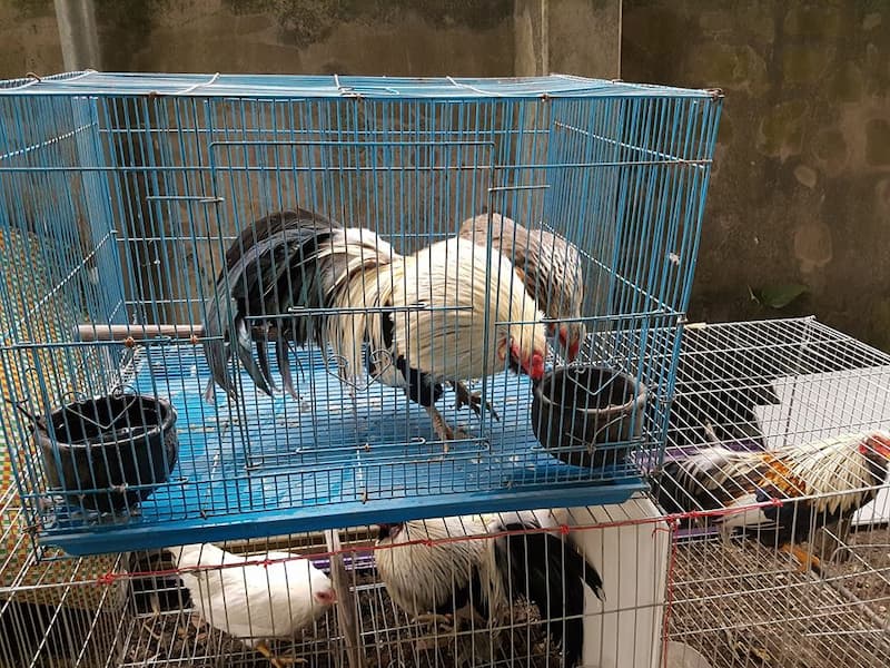 Gà lông voi Gà lông voi