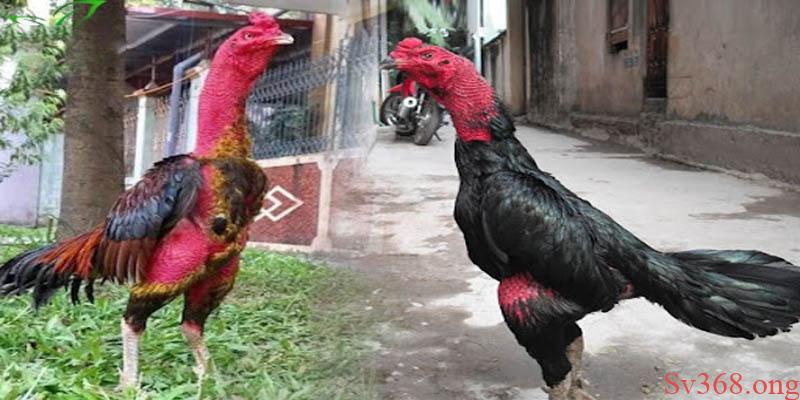 Gà chọi đá 3 hồ nghỉ mấy ngày Cách nuôi gà chọi đá 3 hồ nghỉ mấy ngày chuẩn xác