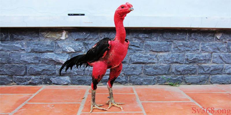 Cách vần gà tơ Cách vần gà tơ ở vụ lông