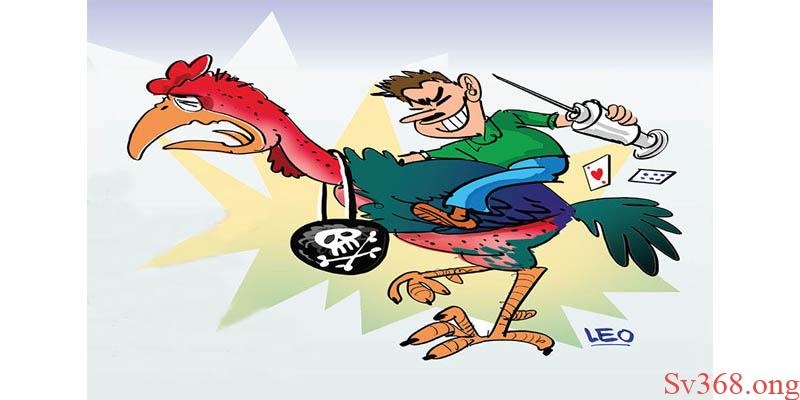 Gà chọi C1 đỉnh cao Đôi nét về gà chọi C1 đỉnh cao