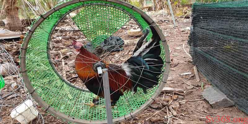 cẩm nang nuôi gà Cẩm nang nuôi gà - Chế độ dinh dưỡng