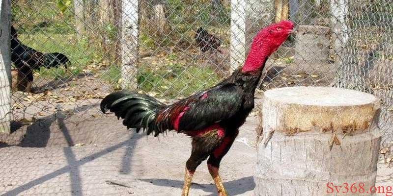 Biện Pháp Phòng Tránh Và Cách Nuôi Gà Mùa Nóng Tại Sv368 3 Những lưu ý khi thời tiết thay đổi trong chăn nuôi