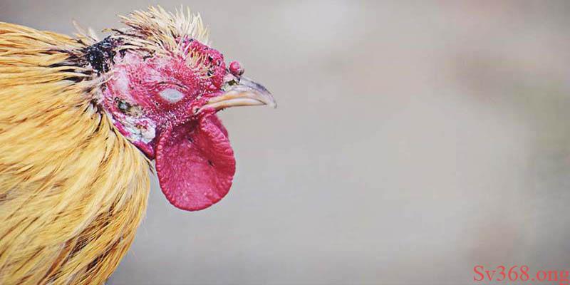 gà bị cóc mắt Gà bị cóc mắt là bệnh gì?