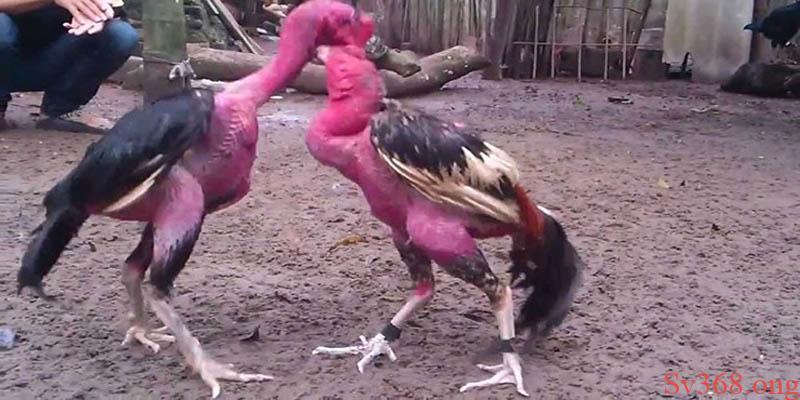 Cách vần gà tơ Vần gà chọi ở kỳ đòn 4