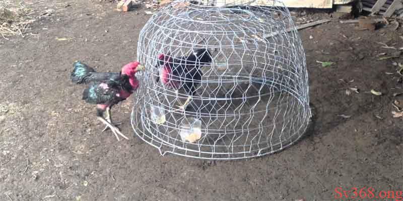 cẩm nang nuôi gà Luyện tập cho gà bằng máy chạy mỗi ngày