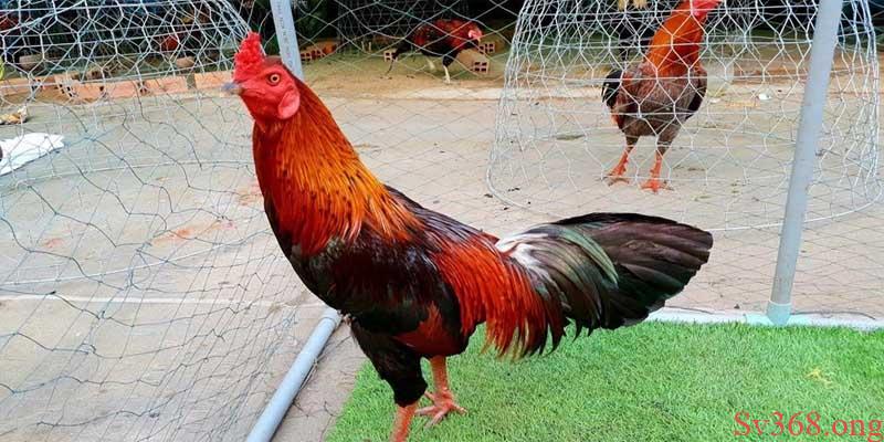 Biện Pháp Phòng Tránh Và Cách Nuôi Gà Mùa Nóng Tại Sv368 2 Thời tiết ảnh hưởng đến gà như thế nào?