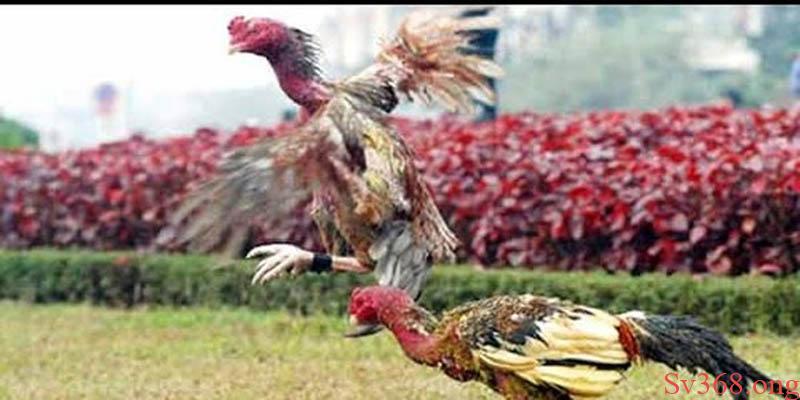 gà chọi đá 3 hồ nghỉ mấy ngày Lợi ích khi áp dụng phương pháp