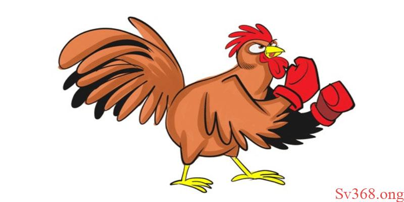 Gà chọi C1 đỉnh cao Om gà chọi chiến C1 giúp gà dai sức và chịu đòn tốt