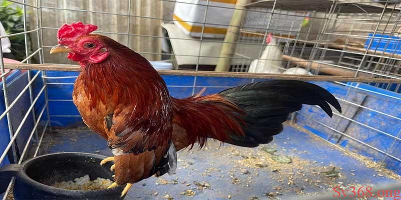 Biện Pháp Phòng Tránh Và Cách Nuôi Gà Mùa Nóng Tại Sv368 4 Cách nuôi gà mùa nóng từ chuyên gia