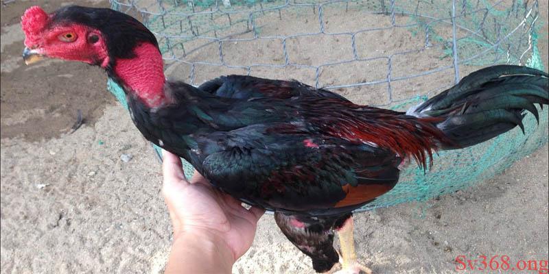 Cách Vần Gà Tơ - Bí Quyết Vần Gà Sv368 Cực Hay Và Hiểu Quả 2 Cách vần gà hiệu quả bằng kỹ thuật om bóp