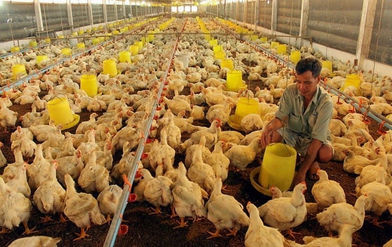 Môi Trường Sống Của Gà - Một Số Tiêu Chuẩn Thiết Yếu Nhất 2 Môi trường sống của gà