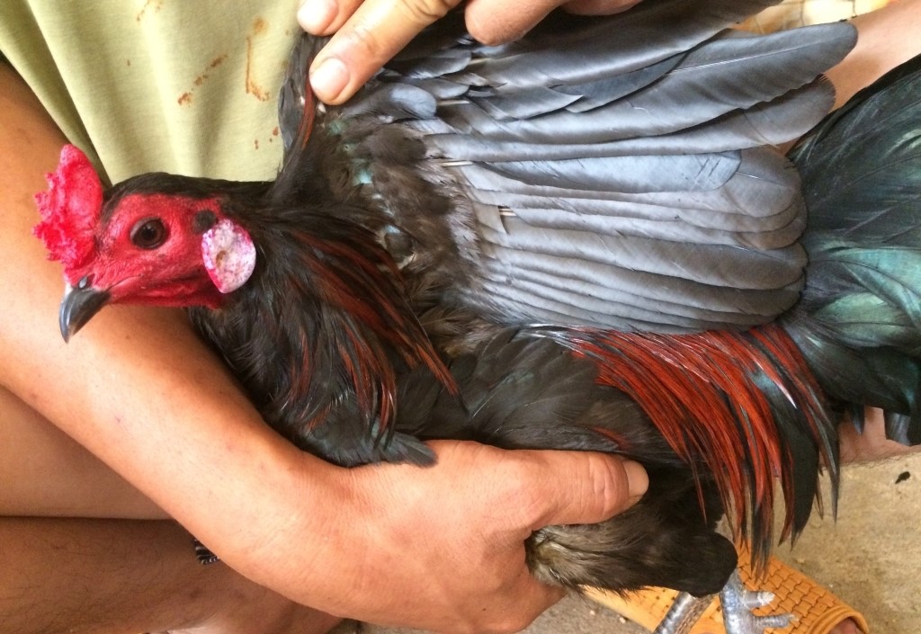 Hướng Dẫn Cách Chăn Nuôi Những Con Gà Cọp Để Chiến Đấu 2 Những loại gà cọp phổ biến