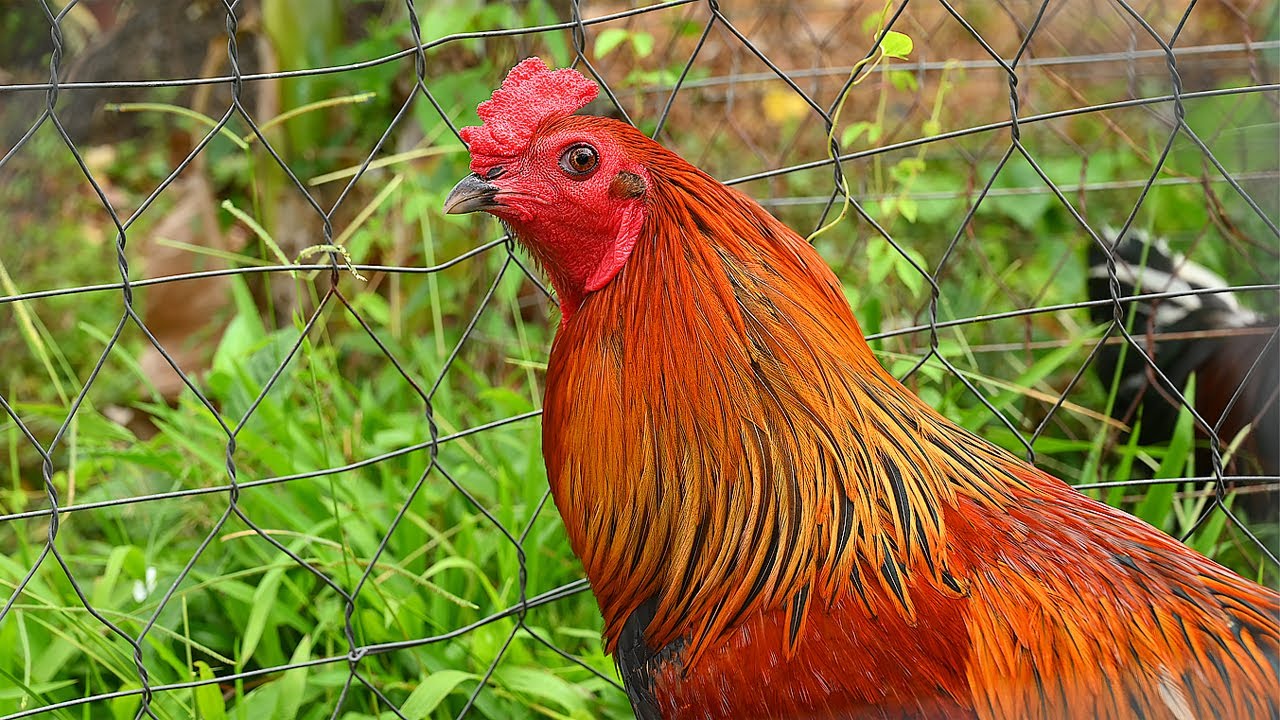 Hướng Dẫn Cách Chăn Nuôi Những Con Gà Cọp Để Chiến Đấu 3 Khả năng tác chiến của gà cọp được đánh giá rất cao