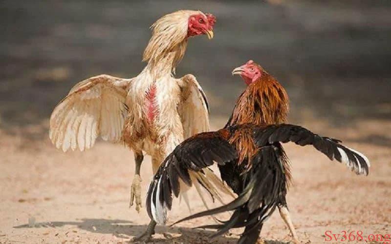 Luật đá gà miền Bắc Cách chơi đá gà miền Bắc đúng