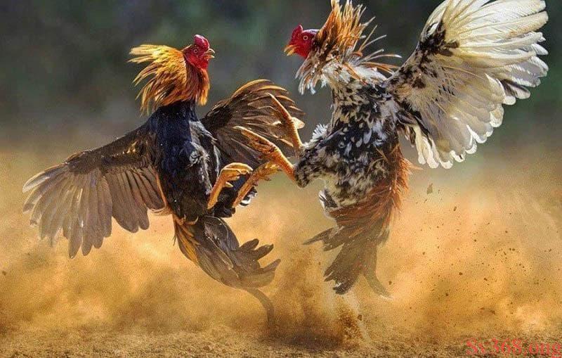 Luật đá gà miền Bắc Các hạng đấu phổ biến