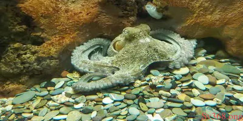 mơ thấy bạch tuộc mơ thấy bạch tuộc