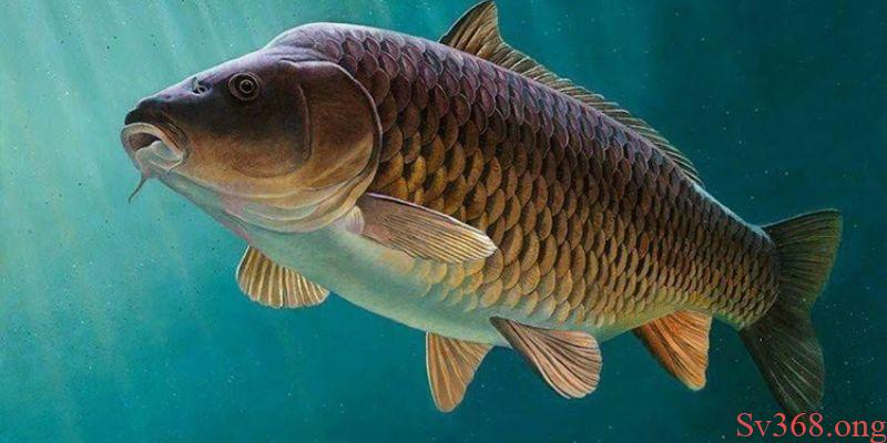 mơ thấy cá chép Sơ lược về ý nghĩa của loài cá chép