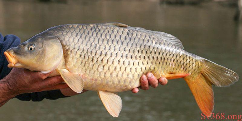 mơ thấy cá chép Mơ thấy cá chép cụ thể