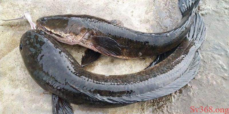 Mơ Thấy Cá Lóc Có Ý Nghĩa Gì? Các Con Số May Mắn Tại SV368 2 mơ thấy cá lóc