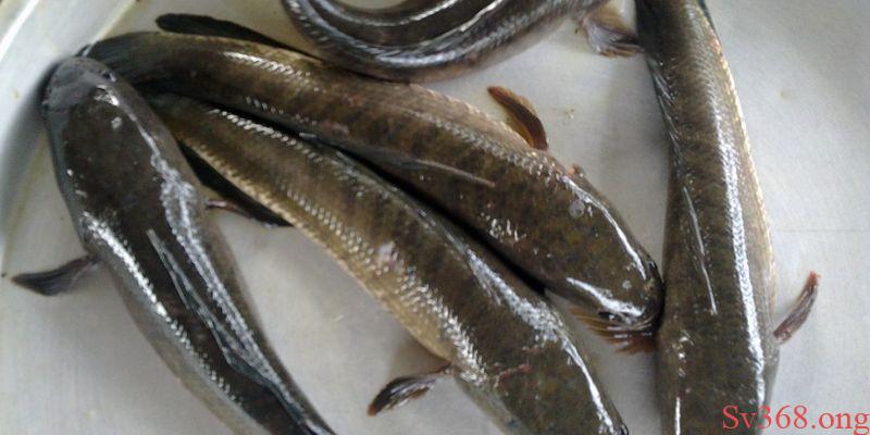 Mơ Thấy Cá Lóc Có Ý Nghĩa Gì? Các Con Số May Mắn Tại SV368 3 mơ thấy cá lóc