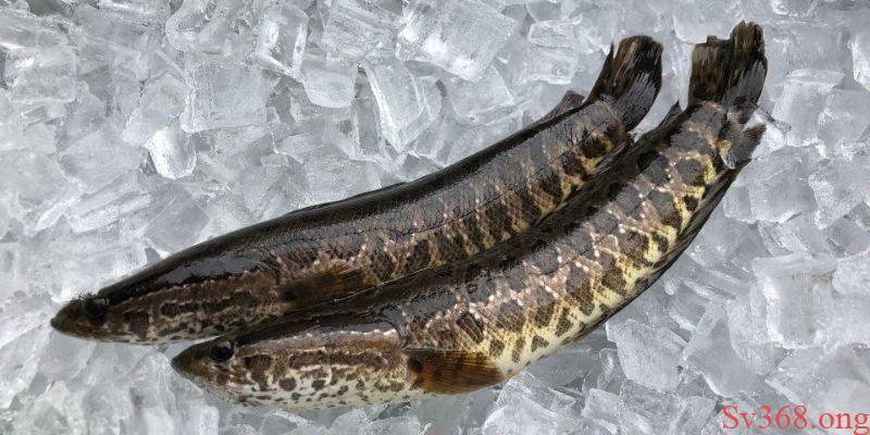 Mơ Thấy Cá Lóc Có Ý Nghĩa Gì? Các Con Số May Mắn Tại SV368 5 mơ thấy cá lóc
