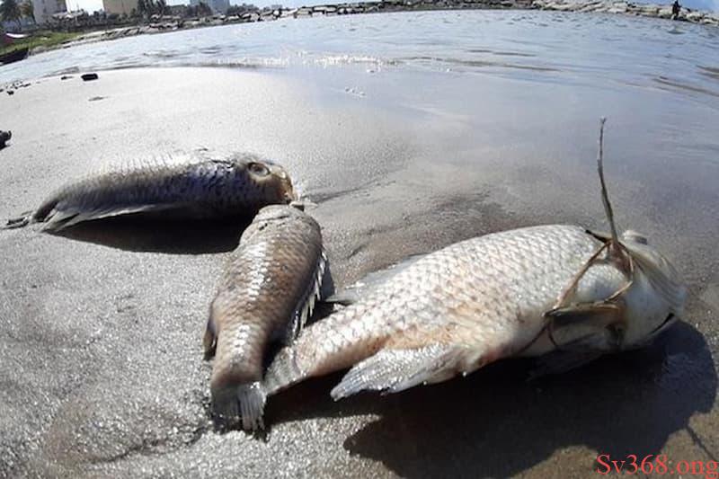 mơ thấy cá rô Mơ thấy con cá rô nhảy lên bờ