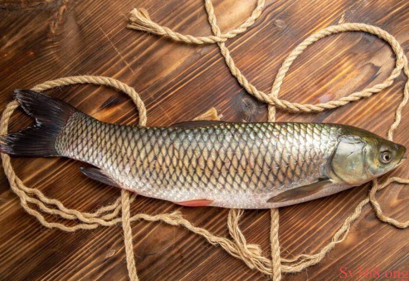 mơ thấy cá trắm mơ thấy cá trắm