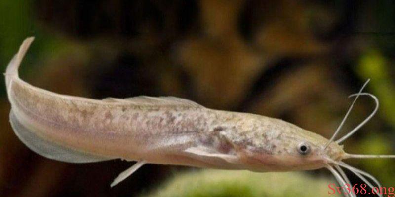 Mơ thấy cá trê Mơ thấy cá trê