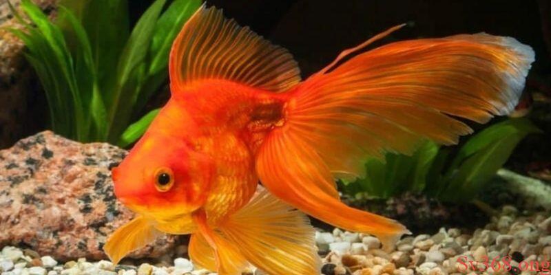 Thông điệp tổng quan khi chiêm bao thấy cá vàng