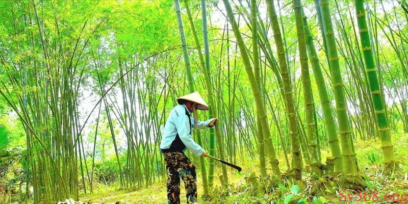 Giấc mơ thấy đang chặt những cây tre Giấc mơ thấy đang chặt những cây tre