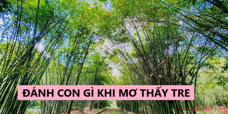 Bật mí con số may mắn khi ngủ mơ thấy cây tre Bật mí con số may mắn khi ngủ mơ thấy cây tre