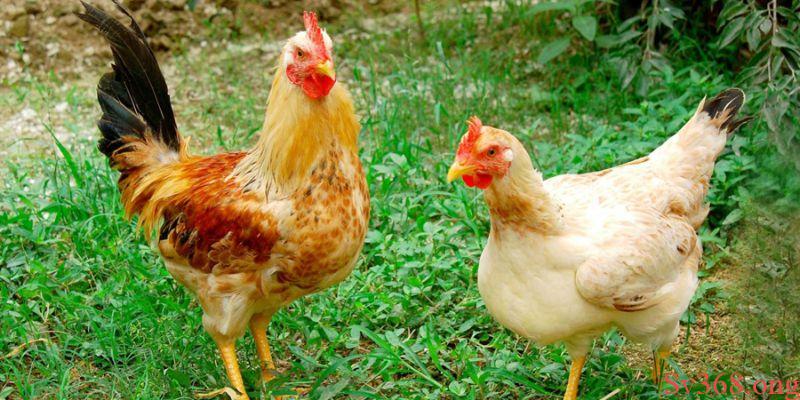 mơ thấy con gà Mơ thấy con gà mới đẻ