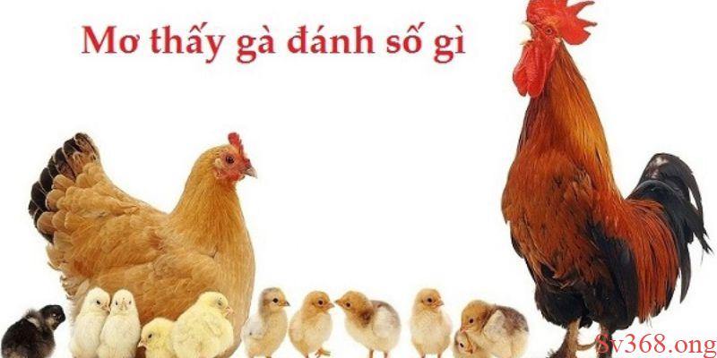 mơ thấy gà Con số may mắn của các giấc mơ về gà