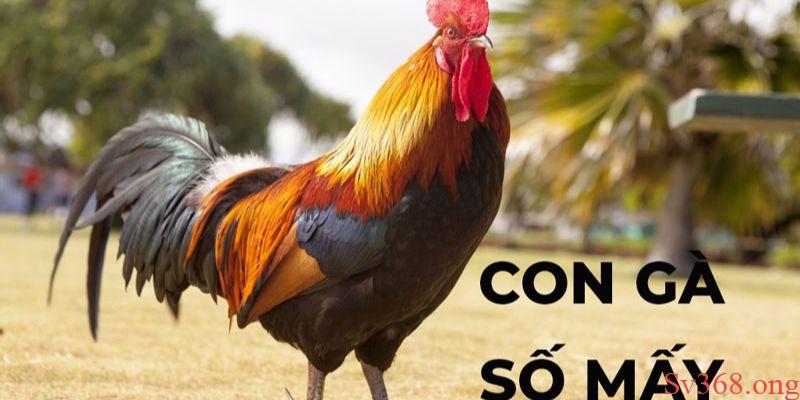 Mơ thấy gà chọi Mơ thấy gà chọi