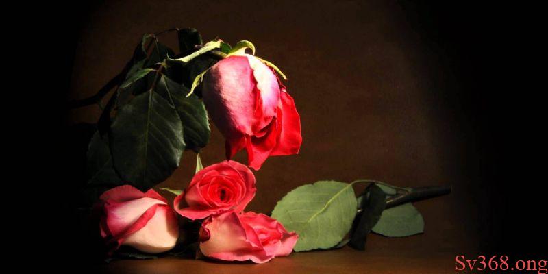 Mơ thấy hoa hồng Mơ thấy hoa hồng